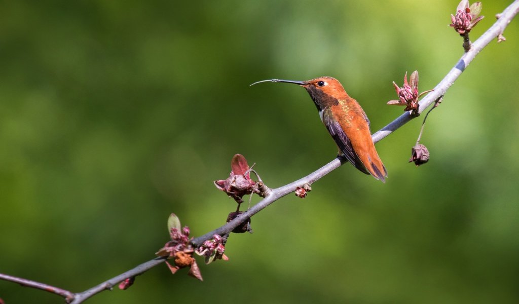 Обои ветка, природа, фон, птица, клюв, перья, колибри, branch, nature, background, bird, beak, feathers, hummingbird разрешение 3765x2510 Загрузить