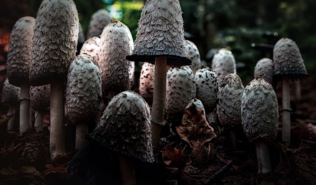 Обои природа, фон, грибы, шляпки, nature, background, mushrooms, hats разрешение 2048x1371 Загрузить