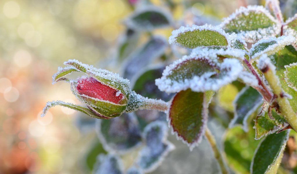 Обои снег, листья, цветок, иней, роза, бутон, snow, leaves, flower, frost, rose, bud разрешение 1920x1200 Загрузить