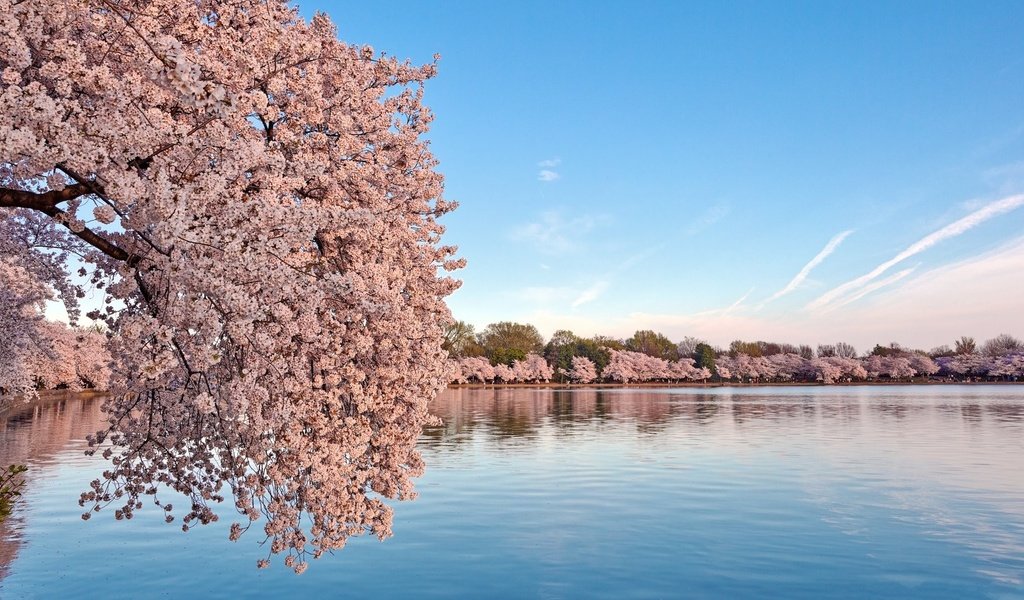 Обои небо, вода, цветение, пейзаж, весна, сакура, the sky, water, flowering, landscape, spring, sakura разрешение 1920x1080 Загрузить