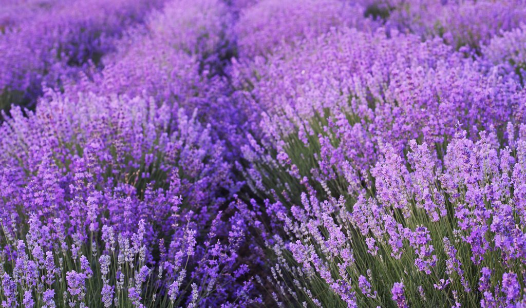 Обои цветы, поле, лаванда, flowers, field, lavender разрешение 3840x2400 Загрузить