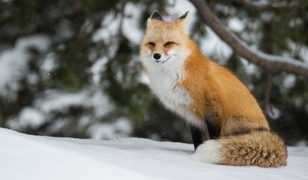 Обои зима, лиса, лисица, winter, fox разрешение 1920x1200 Загрузить