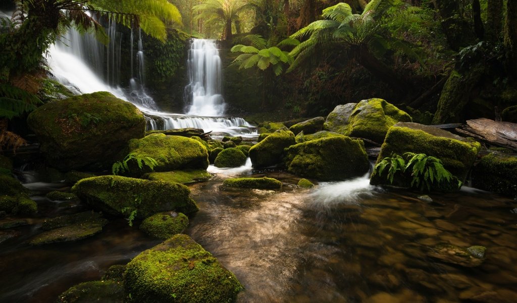 Обои река, природа, камни, лес, водопад, джунгли, тасмания, river, nature, stones, forest, waterfall, jungle, tasmania разрешение 1920x1200 Загрузить