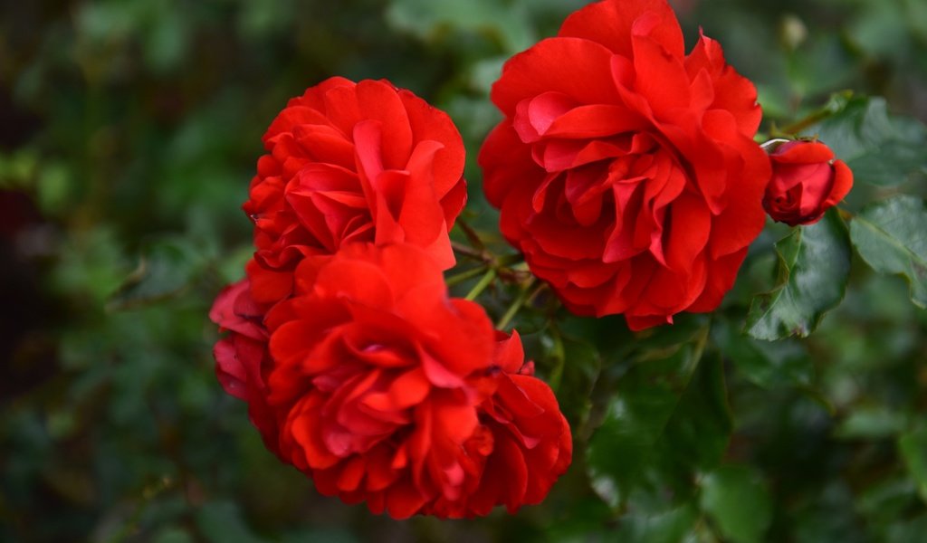 Обои цветы, ветка, листья, макро, розы, красные розы, flowers, branch, leaves, macro, roses, red roses разрешение 2880x1800 Загрузить