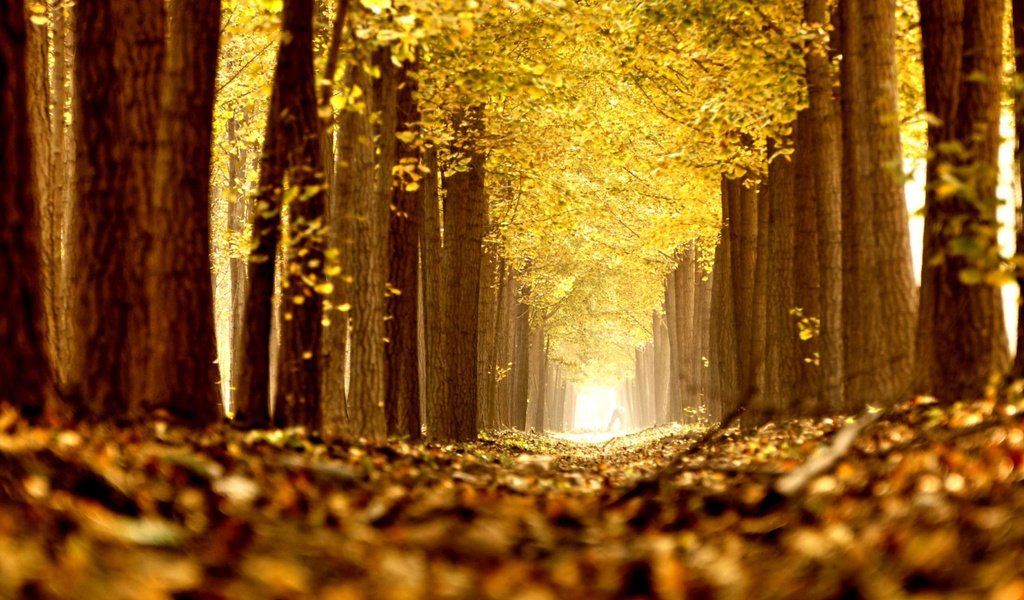 Обои деревья, природа, листья, парк, осень, аллея, trees, nature, leaves, park, autumn, alley разрешение 1920x1080 Загрузить