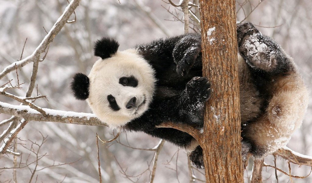 Обои снег, дерево, панда, животное, snow, tree, panda, animal разрешение 1920x1080 Загрузить