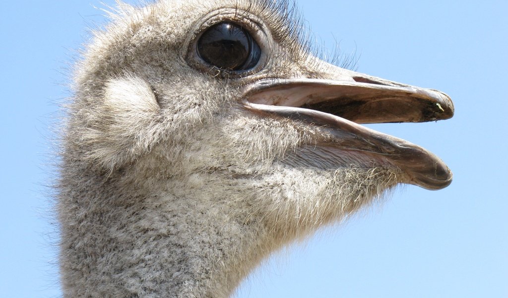 Обои профиль, птица, клюв, крупным планом, страус, profile, bird, beak, closeup, ostrich разрешение 3264x2448 Загрузить