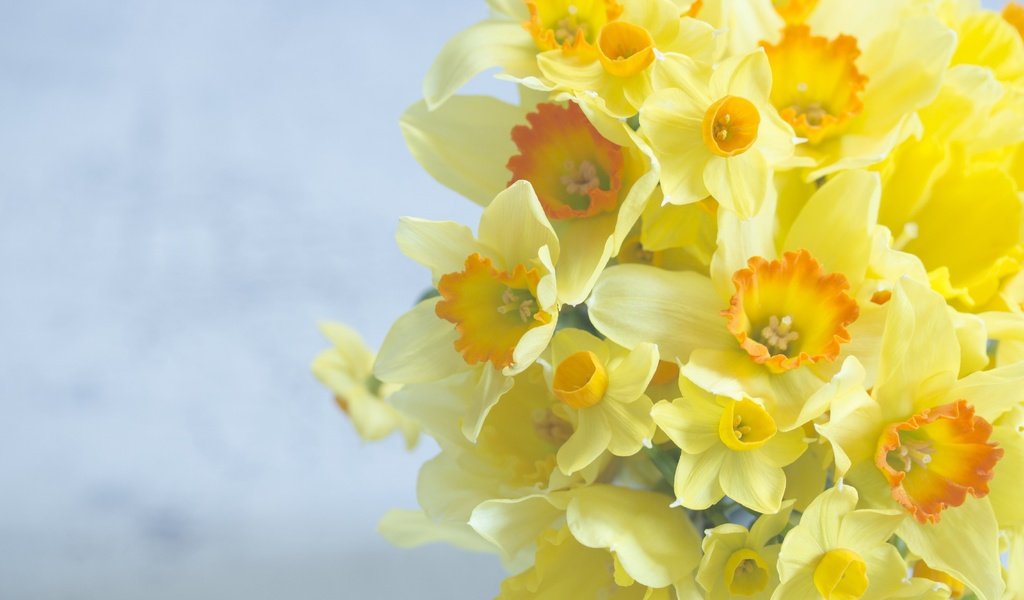 Обои цветы, фон, букет, нарциссы, flowers, background, bouquet, daffodils разрешение 2880x1920 Загрузить
