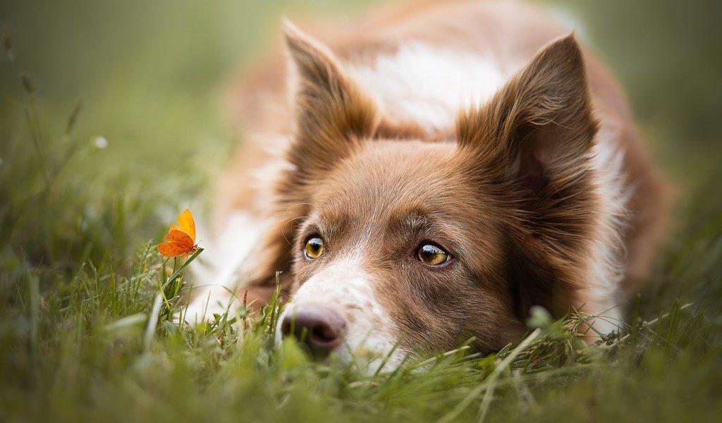 Обои глаза, трава, взгляд, бабочка, собака, бордер-колли, cecilia zuccherato, eyes, grass, look, butterfly, dog, the border collie разрешение 2048x1367 Загрузить