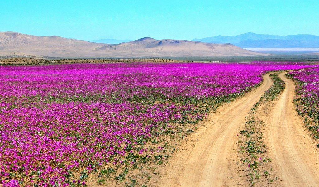 Обои дорога, цветы, горы, пустыня, чили, атакама, road, flowers, mountains, desert, chile, atacama разрешение 2000x1102 Загрузить