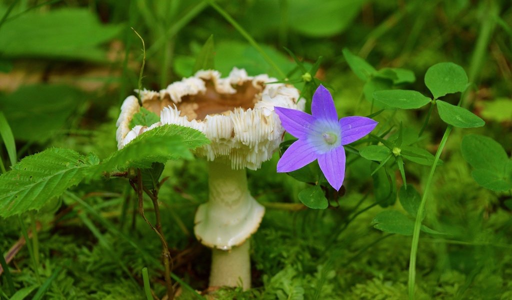 Обои трава, растения, листья, цветок, гриб, колокольчик, grass, plants, leaves, flower, mushroom, bell разрешение 3000x1892 Загрузить