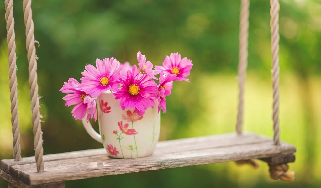 Обои цветы, природа, фон, розовые, чашка, качели, космея, flowers, nature, background, pink, cup, swing, kosmeya разрешение 2000x1335 Загрузить