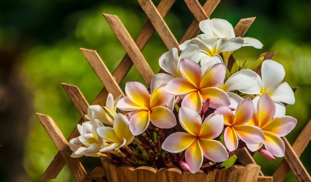 Обои цветы, лепестки, горшок, плюмерия, франжипани, flowers, petals, pot, plumeria, frangipani разрешение 2048x1361 Загрузить