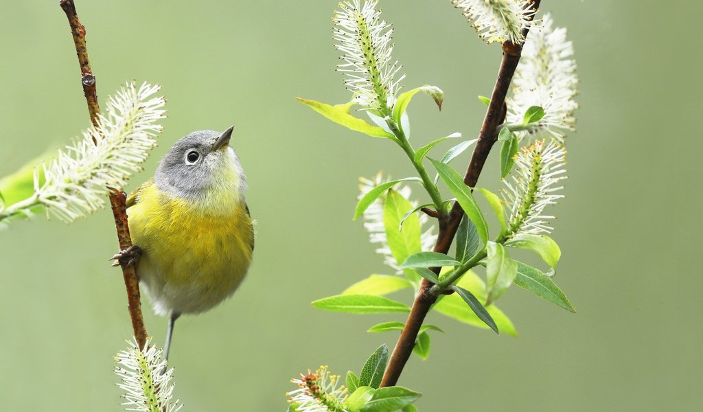 Обои фон, птица, весна, птичка, ива, камышевка, simon théberge, background, bird, spring, iva, warbler разрешение 2048x1365 Загрузить