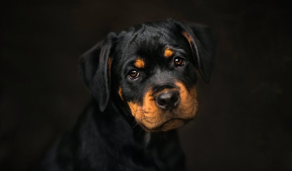 Обои фон, мордочка, взгляд, собака, щенок, ротвейлер, frelka, background, muzzle, look, dog, puppy, rottweiler разрешение 2048x1365 Загрузить