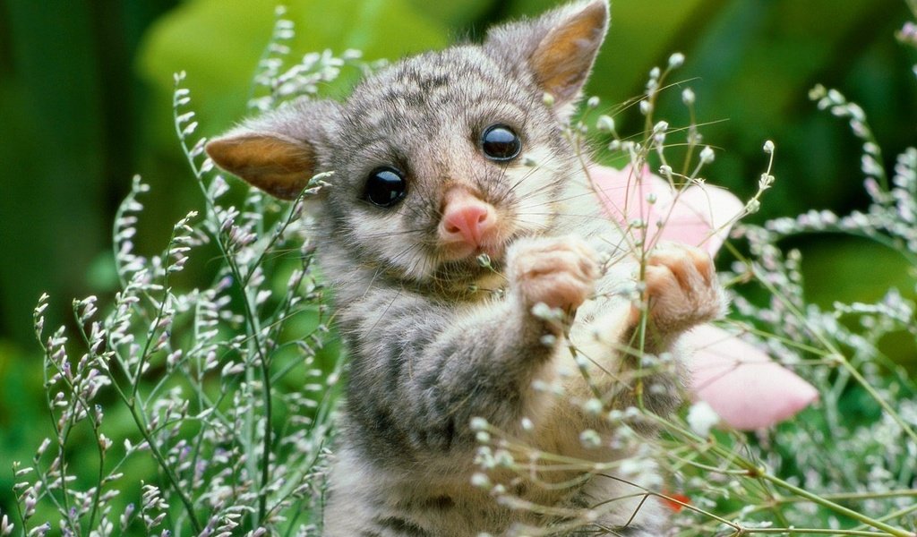 Обои природа, растение, опоссум, детеныш, грызун, nature, plant, possum, cub, rodent разрешение 1920x1200 Загрузить