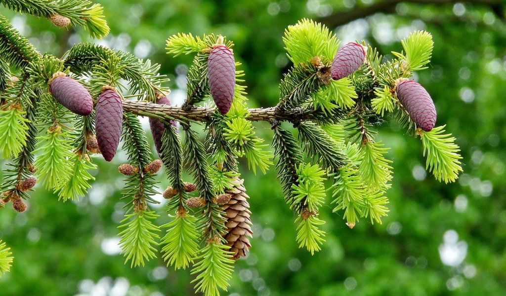 Обои ветка, природа, хвоя, макро, ель, шишки, боке, еловая ветка, branch, nature, needles, macro, spruce, bumps, bokeh, spruce branch разрешение 1920x1200 Загрузить