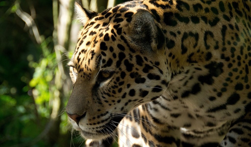Обои морда, кошка, хищник, профиль, ягуар, face, cat, predator, profile, jaguar разрешение 2048x1365 Загрузить