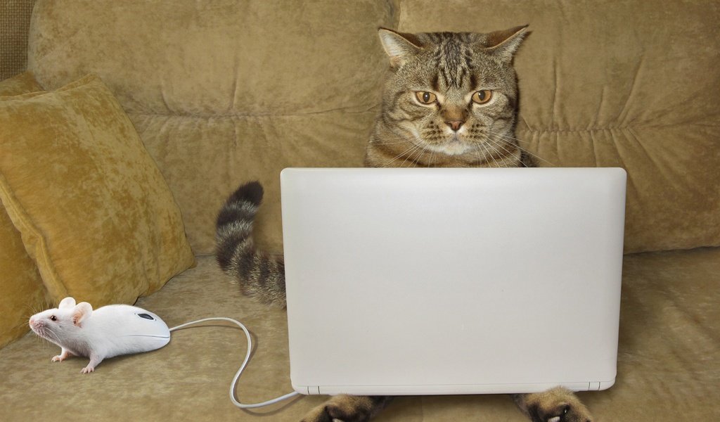 Обои глаза, кошка, взгляд, юмор, диван, ноутбук, мышка, eyes, cat, look, humor, sofa, laptop, mouse разрешение 2500x1918 Загрузить