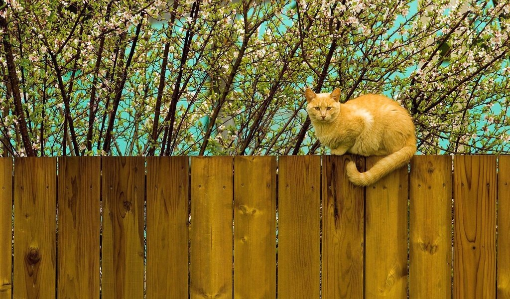 Обои цветение, кот, кошка, забор, весна, рыжий, flowering, cat, the fence, spring, red разрешение 2560x1600 Загрузить