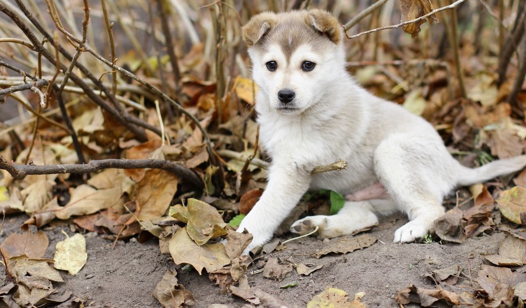 Обои листья, осень, собака, щенок, лайка, leaves, autumn, dog, puppy, laika разрешение 2560x1600 Загрузить