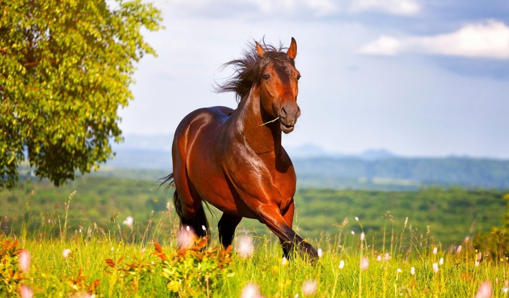 Обои небо, лошадь, трава, луг, конь, the sky, horse, grass, meadow разрешение 1920x1080 Загрузить