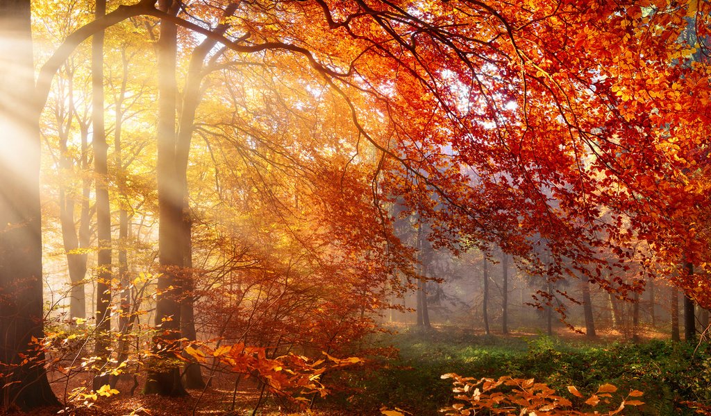 Обои деревья, природа, лес, листья, лучи, осень, солнечные лучи, trees, nature, forest, leaves, rays, autumn, the sun's rays разрешение 1920x1080 Загрузить