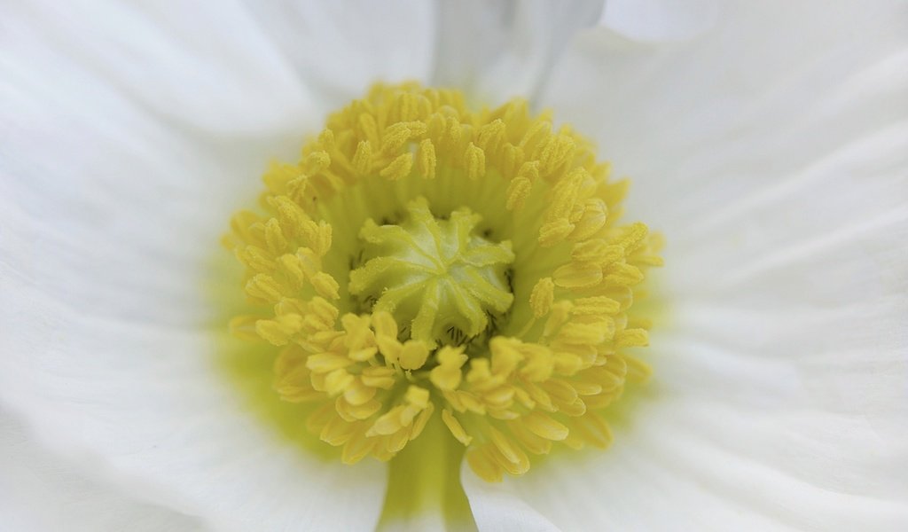 Обои природа, цветок, лепестки, белый, мак, nature, flower, petals, white, mac разрешение 2048x1378 Загрузить