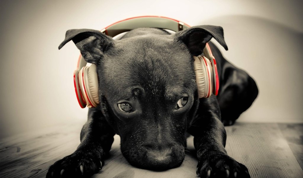 Обои морда, музыка, собака, наушники, щенок, face, music, dog, headphones, puppy разрешение 2560x1600 Загрузить