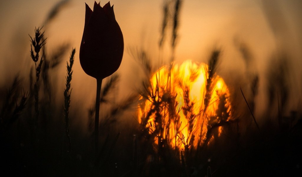 Обои трава, закат, цветок, колоски, силуэт, тюльпан, стебель, grass, sunset, flower, spikelets, silhouette, tulip, stem разрешение 1920x1280 Загрузить