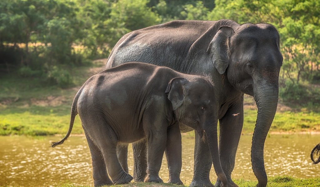 Обои слоны, дикая природа, слоненок, шри-ланка, elephants, wildlife, elephant, sri lanka разрешение 2560x1600 Загрузить