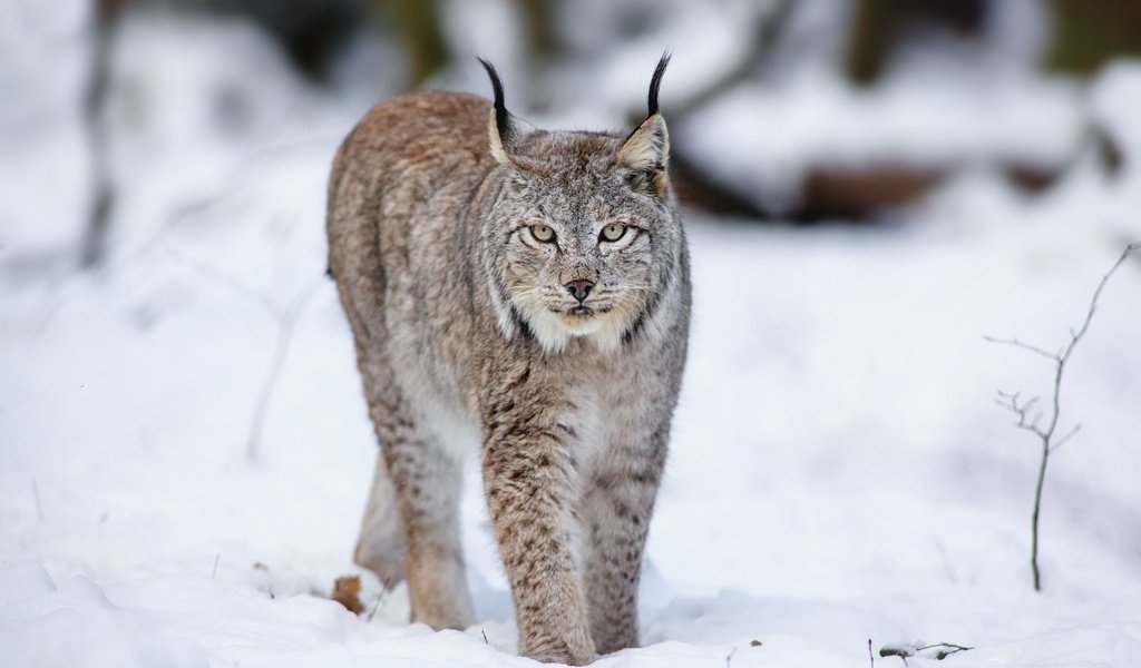 Обои снег, лес, зима, рысь, хищники, snow, forest, winter, lynx, predators разрешение 2560x1600 Загрузить