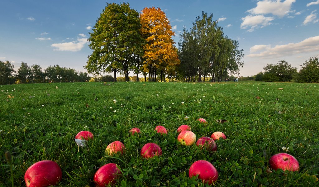 Обои небо, трава, облака, деревья, природа, фрукты, яблоки, the sky, grass, clouds, trees, nature, fruit, apples разрешение 4163x2775 Загрузить