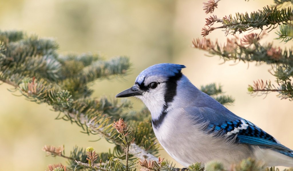 Обои ветка, птица, клюв, голубая сойка, branch, bird, beak, blue jay разрешение 2048x1320 Загрузить