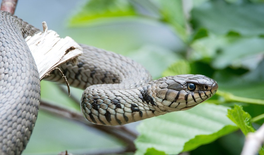 Обои глаза, листья, змея, голова, рептилия, пресмыкающееся, eyes, leaves, snake, head, reptile разрешение 4545x2556 Загрузить