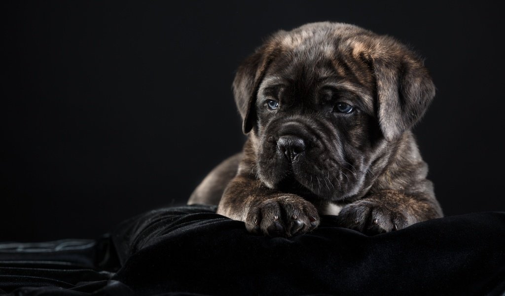 Обои собака, щенок, черный фон, кане-корсо, dog, puppy, black background, cane corso разрешение 2880x1800 Загрузить