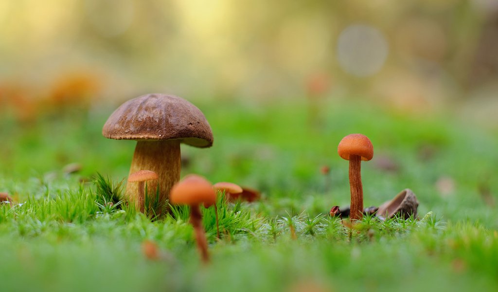 Обои природа, макро, фон, грибы, мох, nature, macro, background, mushrooms, moss разрешение 1920x1200 Загрузить