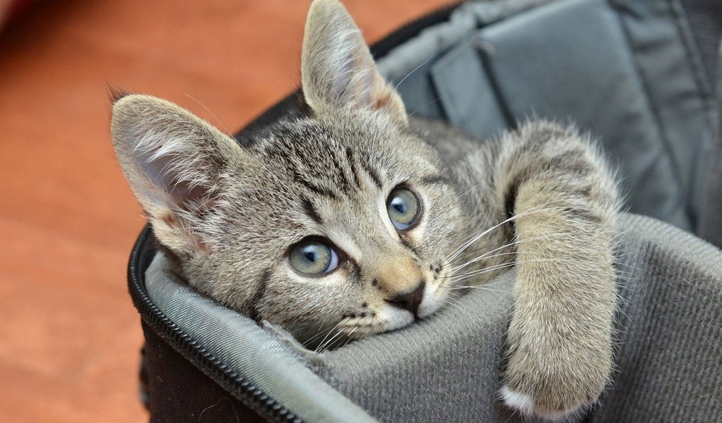 Обои кот, мордочка, кошка, взгляд, котенок, серый, сумка, cat, muzzle, look, kitty, grey, bag разрешение 1920x1200 Загрузить