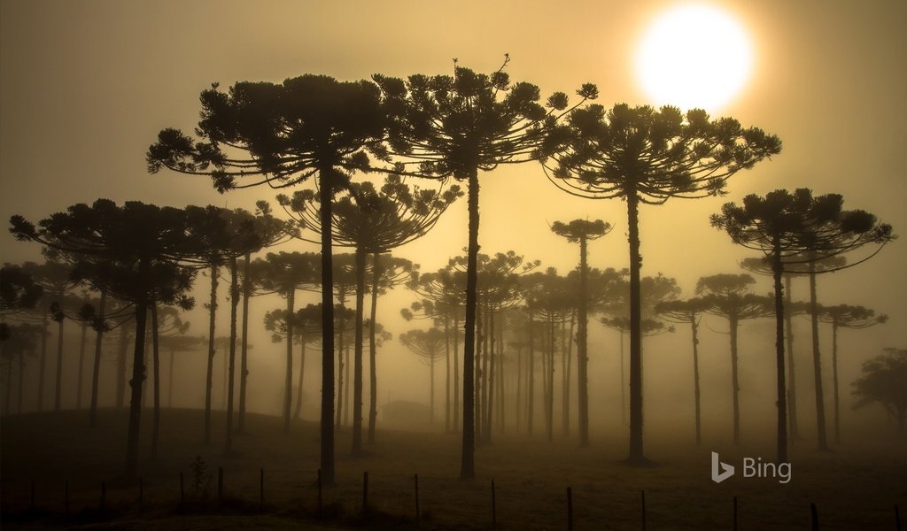 Обои деревья, природа, бразилия, bing, trees, nature, brazil разрешение 1920x1200 Загрузить