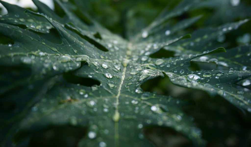 Обои макро, капли, лист, дождь, растение, macro, drops, sheet, rain, plant разрешение 3840x2400 Загрузить