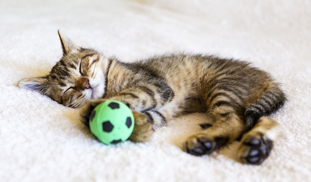 Обои кот, кошка, сон, котенок, мяч, cat, sleep, kitty, the ball разрешение 2880x1800 Загрузить