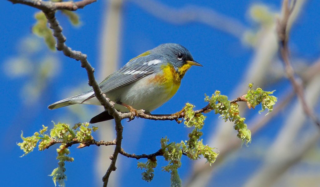 Обои ветка, птица, henrietta oke, белоглазая парула, northern parula., branch, bird, ferruginous of parul разрешение 1920x1200 Загрузить