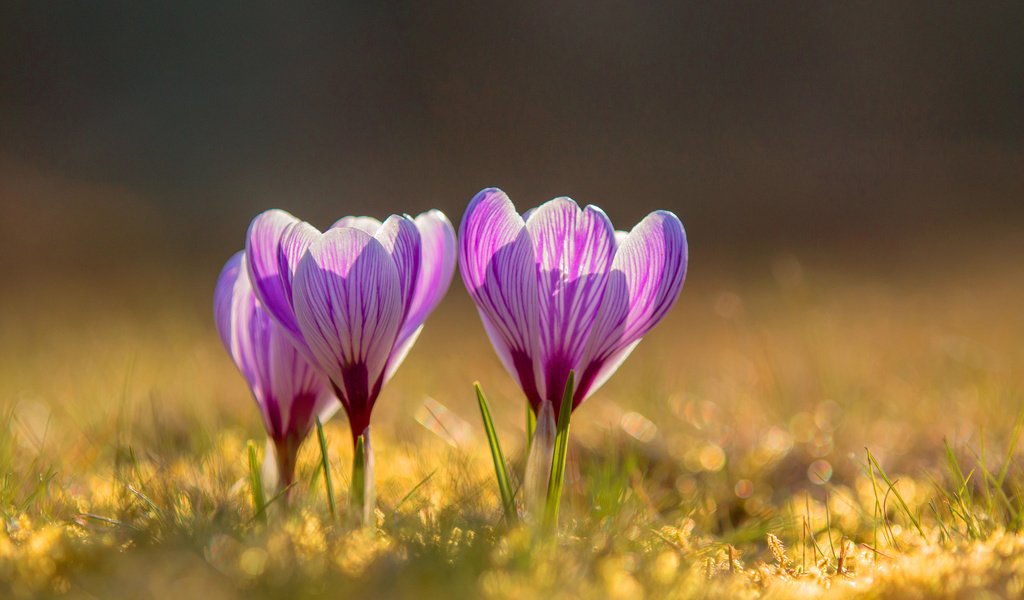 Обои цветы, весна, крокусы, flowers, spring, crocuses разрешение 3840x2400 Загрузить