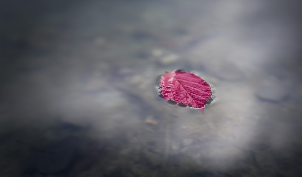 Обои вода, макро, осень, лист, лужа, water, macro, autumn, sheet, puddle разрешение 2880x1800 Загрузить