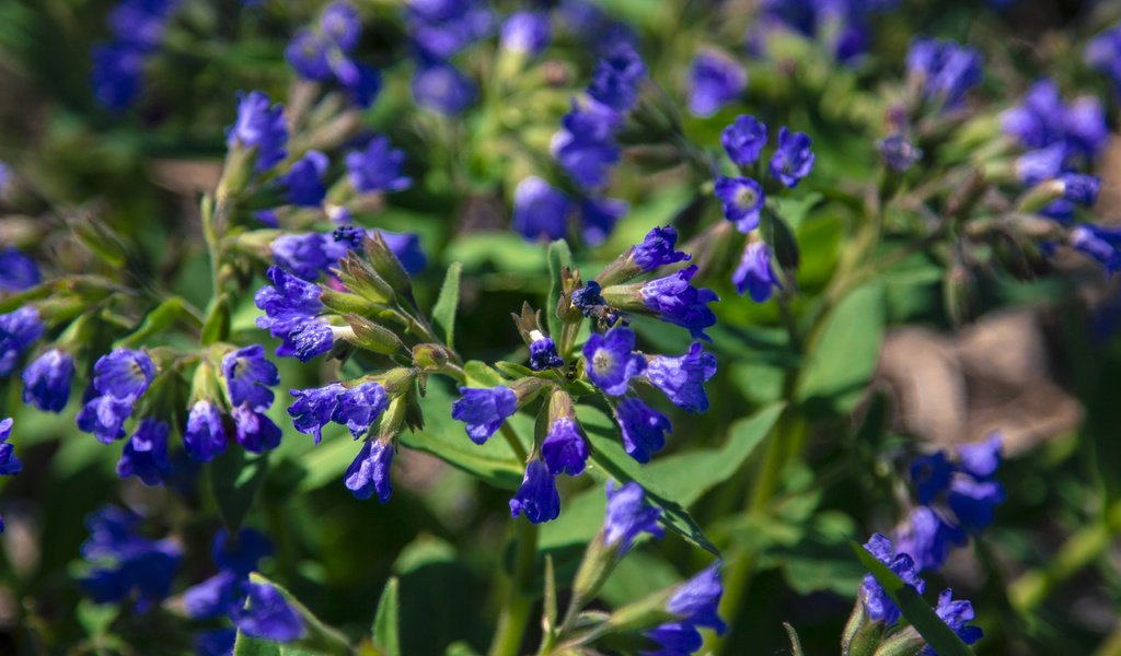 Обои цветы, полевые цветы, медуница, flowers, wildflowers, lungwort разрешение 5184x3456 Загрузить