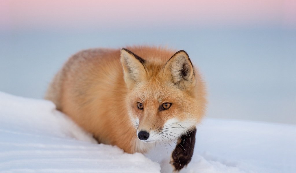 Обои глаза, снег, зима, взгляд, лиса, лисица, eyes, snow, winter, look, fox разрешение 1920x1200 Загрузить