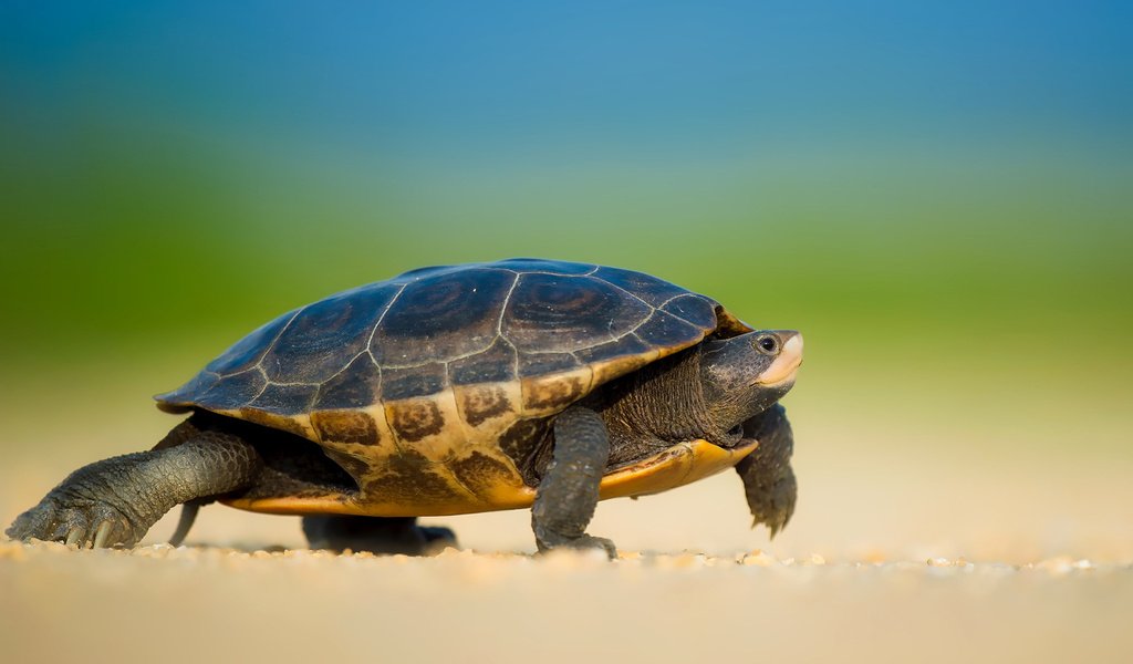 Обои черепаха, прогулка, черепашка, морская черепаха, боке, земноводные, ray hennessy, turtle, walk, bug, sea turtle, bokeh, amphibians разрешение 1920x1200 Загрузить