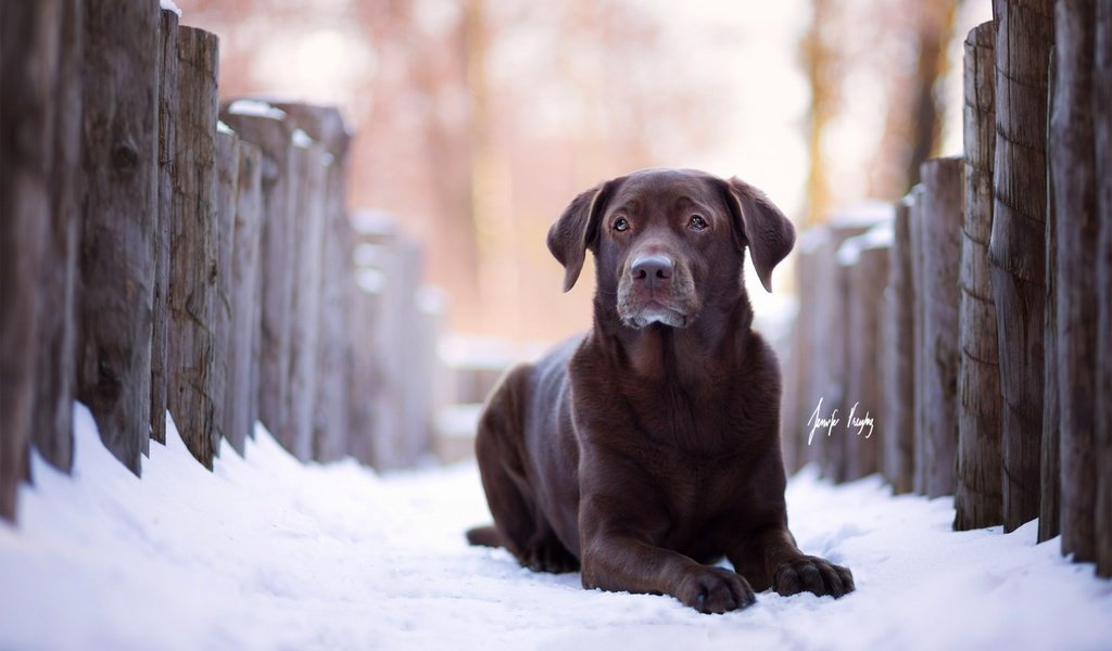 Обои зима, взгляд, собака, лабрадор, ретривер, winter, look, dog, labrador, retriever разрешение 1920x1200 Загрузить