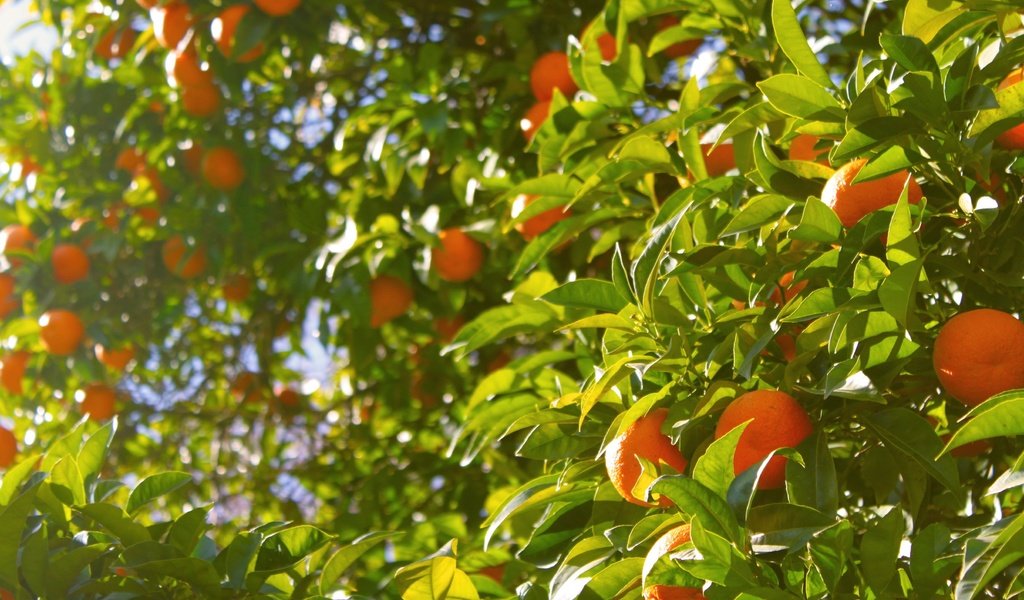 Обои дерево, листья, фрукты, апельсины, tree, leaves, fruit, oranges разрешение 3312x2208 Загрузить