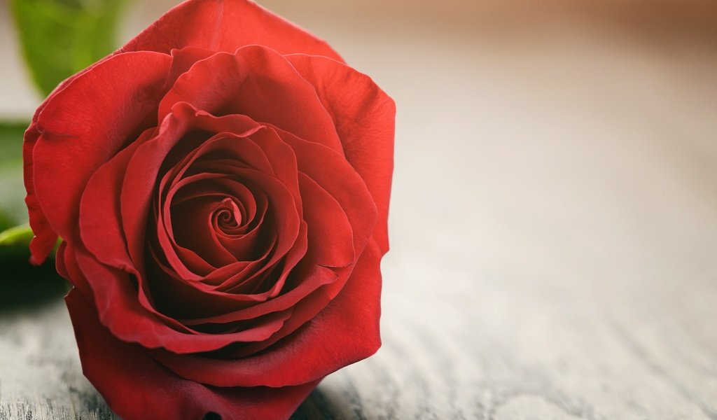 Обои цветок, роза, лепестки, красная роза, flower, rose, petals, red rose разрешение 2880x1800 Загрузить